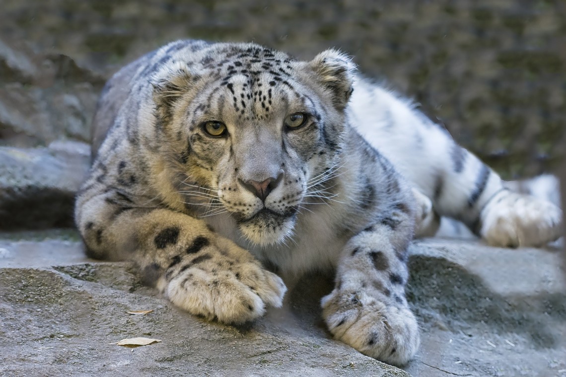 RUN 24 for Snow Leopards